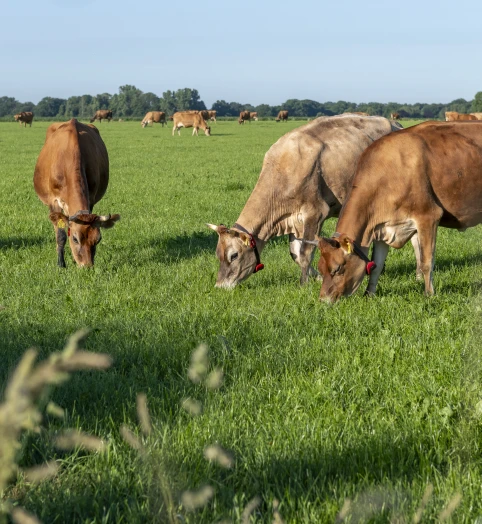 Over de boerderij
